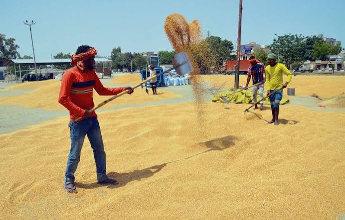 अमृतसर में धान की खरीद तेज लेकिन उठान बाकी: 19 अक्टूबर तक 2.86 लाख मीट्रिक टन से अधिक फसल बिकने के बावजूद लिफ्टिंग धीमी